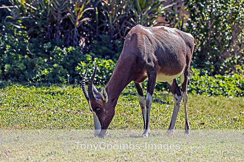 Blesbok - Etosha National Park ~ Mammals