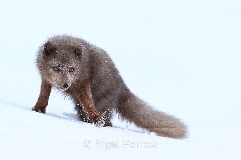 Arctic Fox pauses after chase, Hornstrandir, Iceland - Arctic Fox