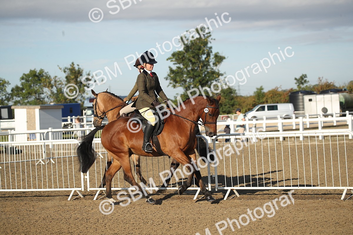 SBM_11525 - Class 502 - Riding Club Horse