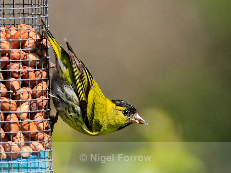 Siskin (male) on a feeder, Scotland - Siskin