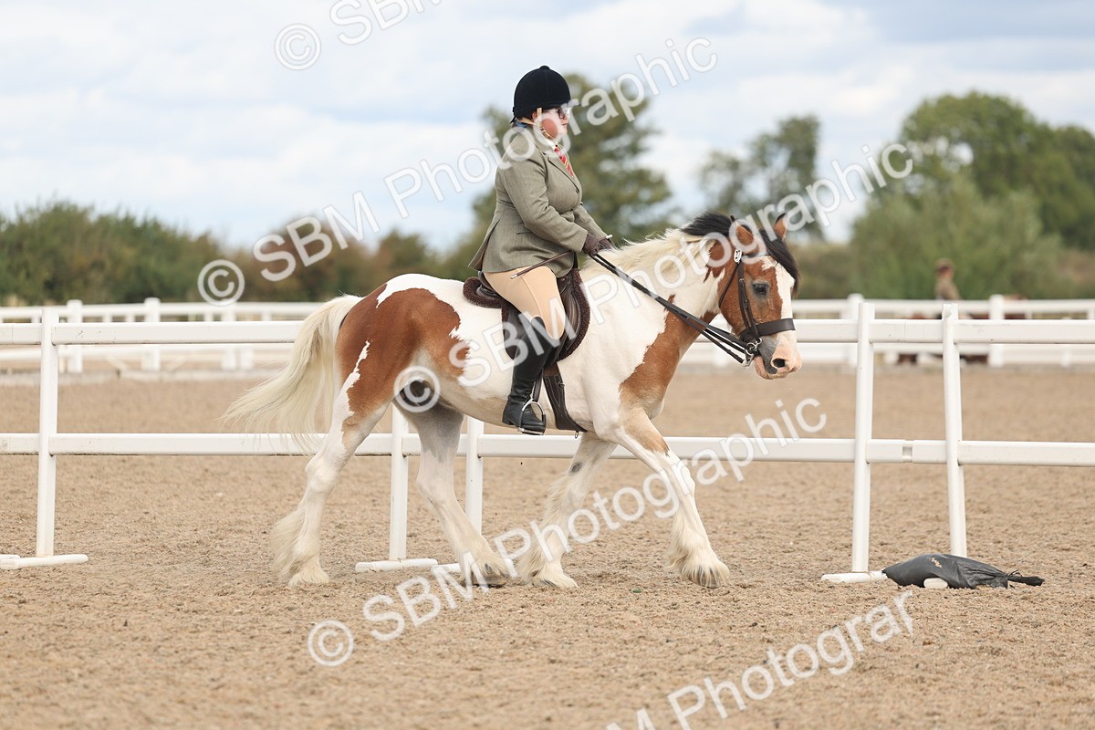 SBM_14719 - Class 308 - Ridden Coloured Horse