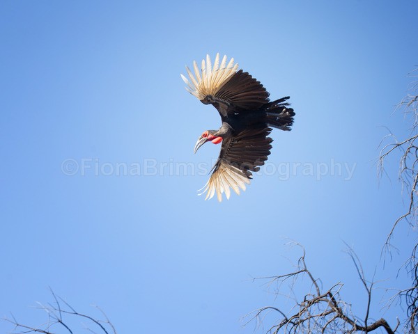 safari-383 - African Wildlife