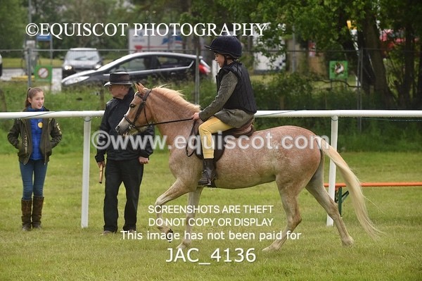 JAC_4136 - 40CM WORKING HUNTER