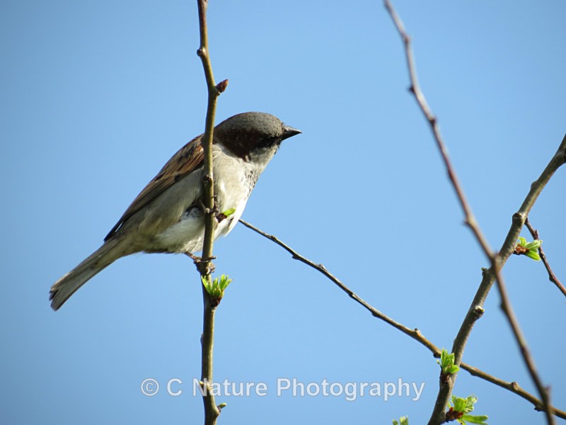 Male House Sparrow - Birds