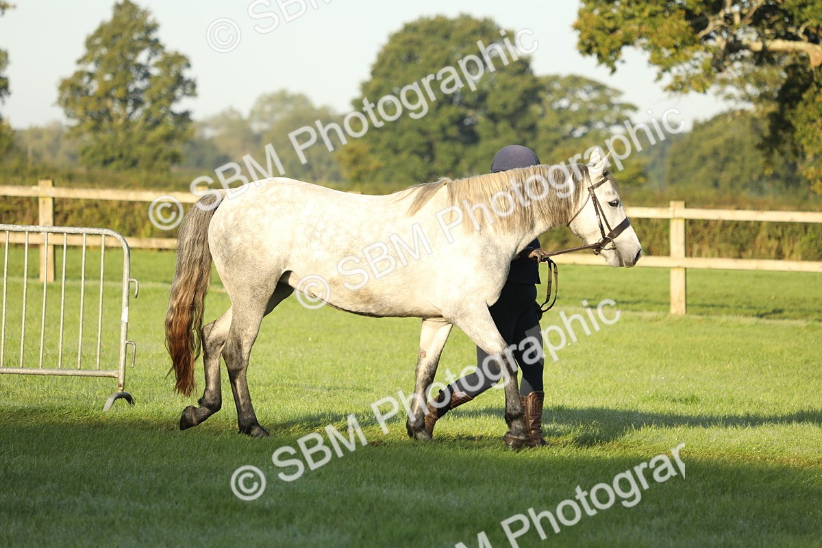 SBM_57899 - S42 - Youngstock