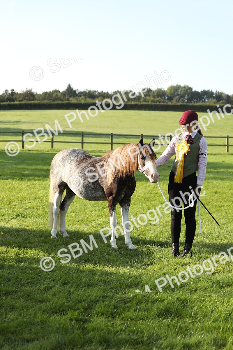 SBM_57989 - S42 - Youngstock