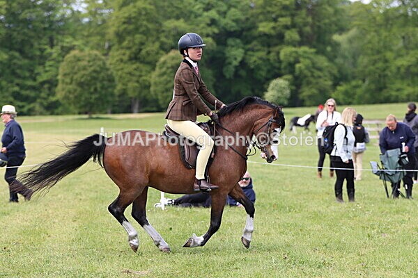 IMG_2876 - Working Hunter