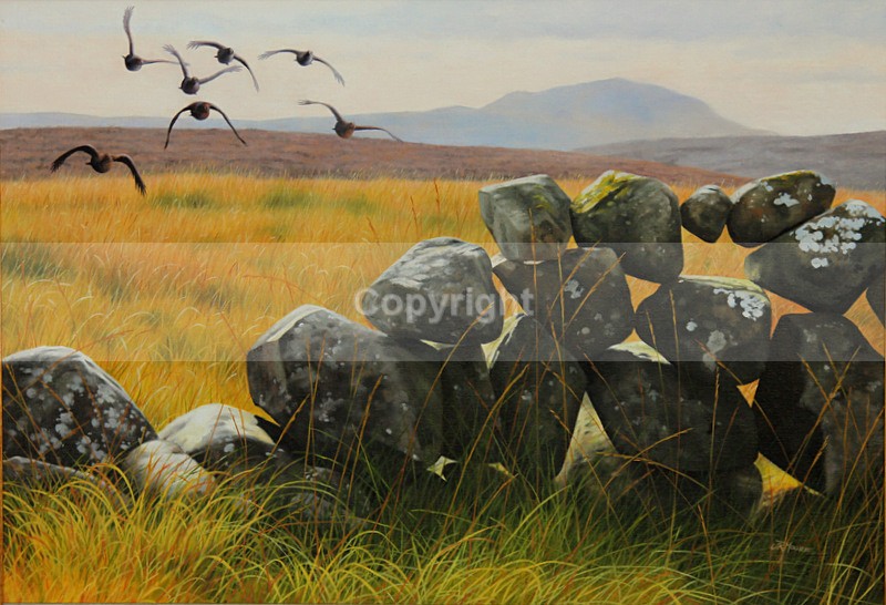 SLEMISH COVEY - Birds