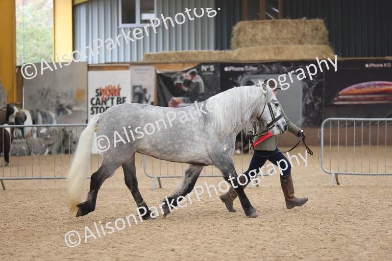 20251109-1055 - Class 28 - Mares 4 Years and over