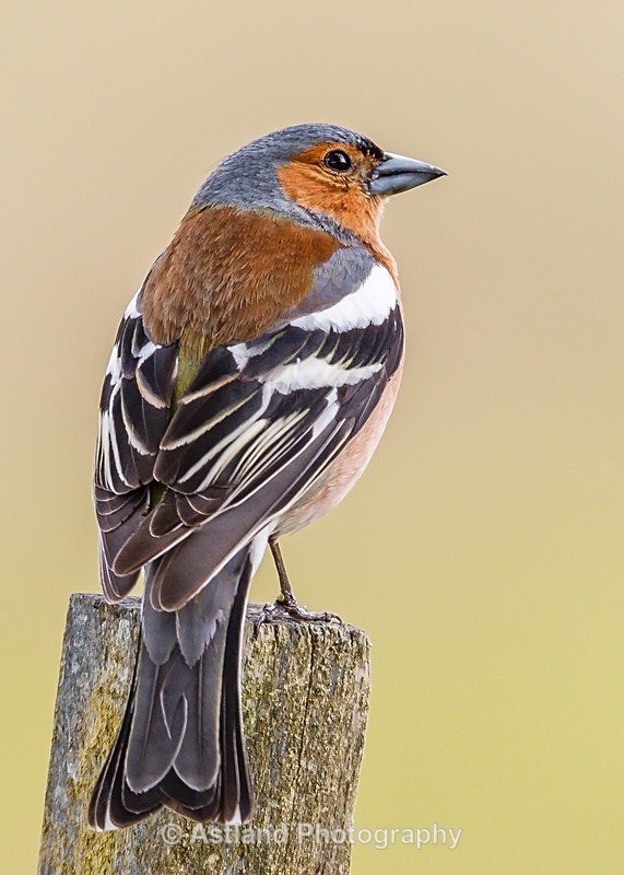 Astland Photography, Bird and Wildlife Images, Susan and Peter Wilson, U.K