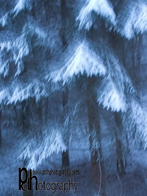 SnowTrees-1-1284 - Mendips