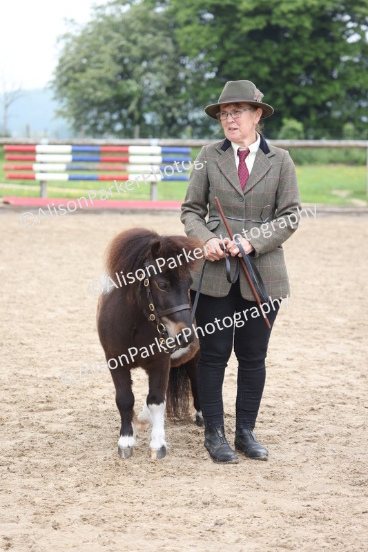 20260504-0502 - Class 4 - Minitures and Shetlands