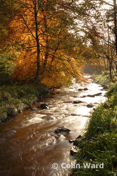Hamsterly Forest Ref 2923 - County Durham