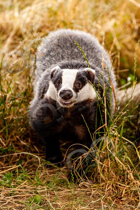 badger Meles meles-6104 - UK Wildlife