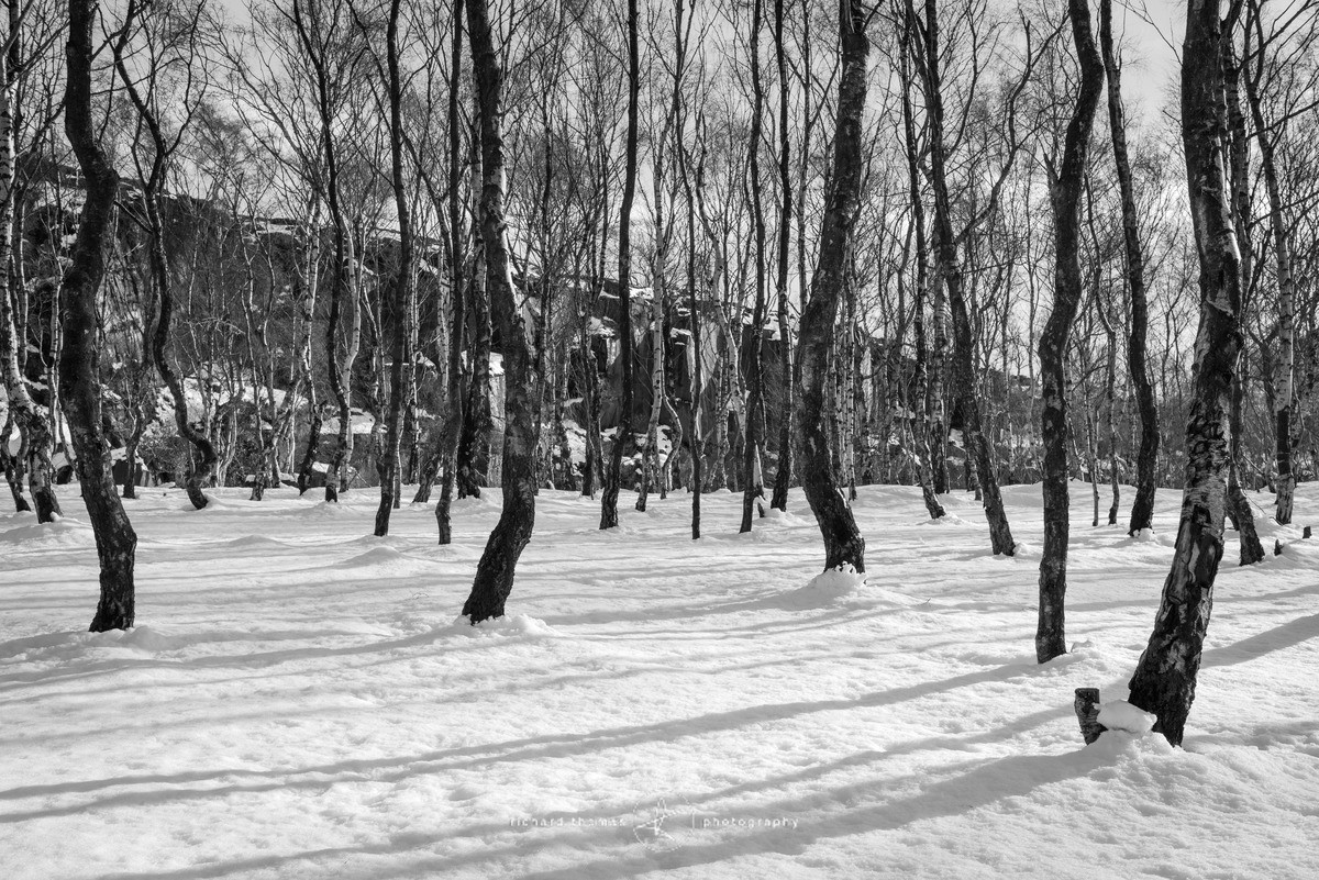Lines in the snow - WINTER