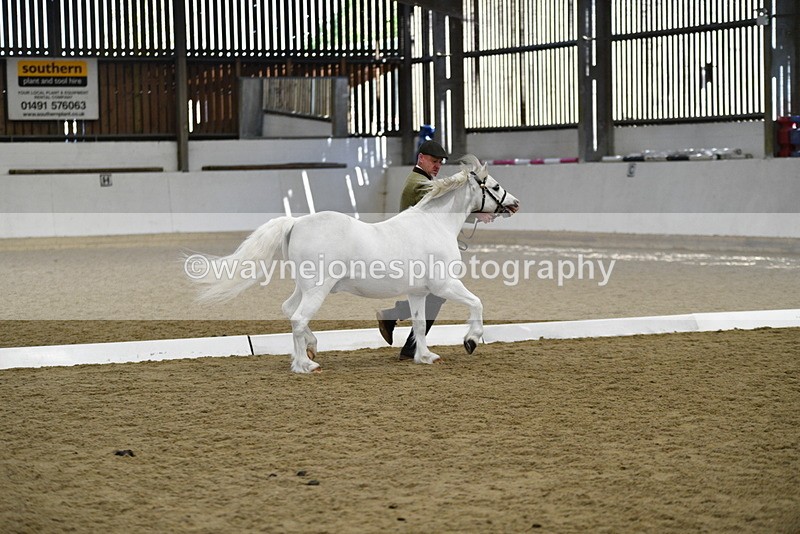 WJ5_5347 - Class 4 In hand M&M - small breeds