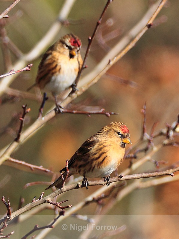 Redpolls near the Car Park Field feeders at Otmoor - Lesser Redpoll