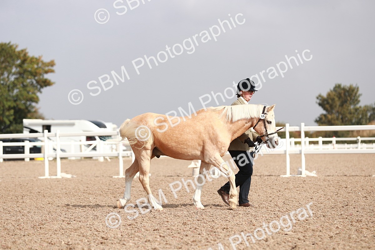 SBM_11757 - Class 206 IH Non Show Type Pony