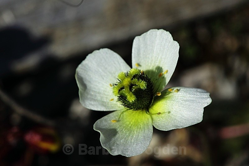 Svalbard Poppy 2613 - Summer time