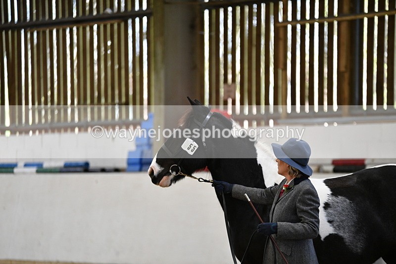 WJ5_4972 - Class 7 In hand coloured / odd coloured