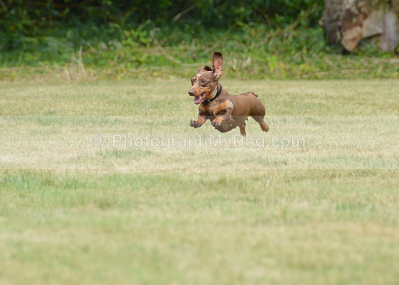  - Dachshunds