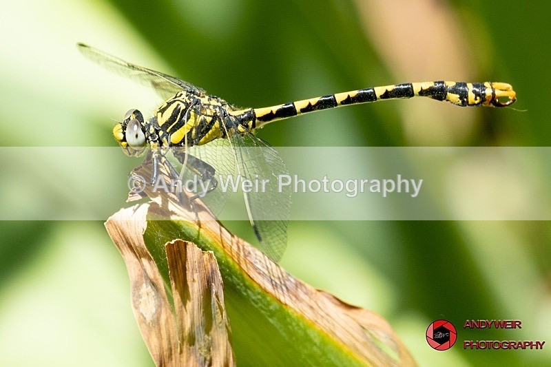 Large Pincertail - Abroad