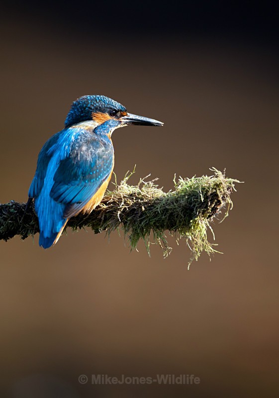 KINGFISHER no 15 - KINGFISHERS
