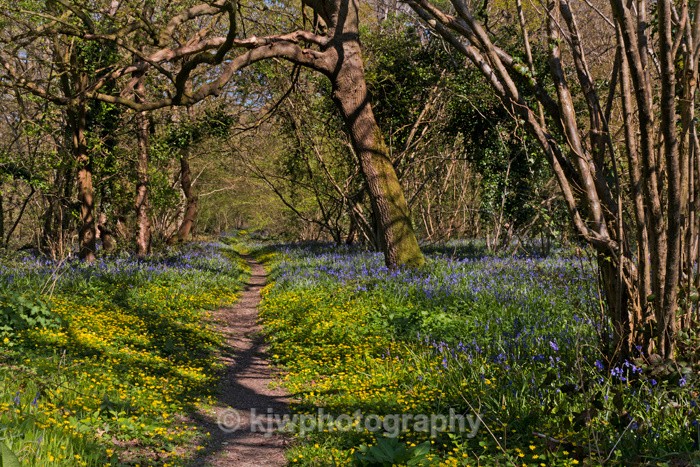 Bluebell Copse - Gallery 2