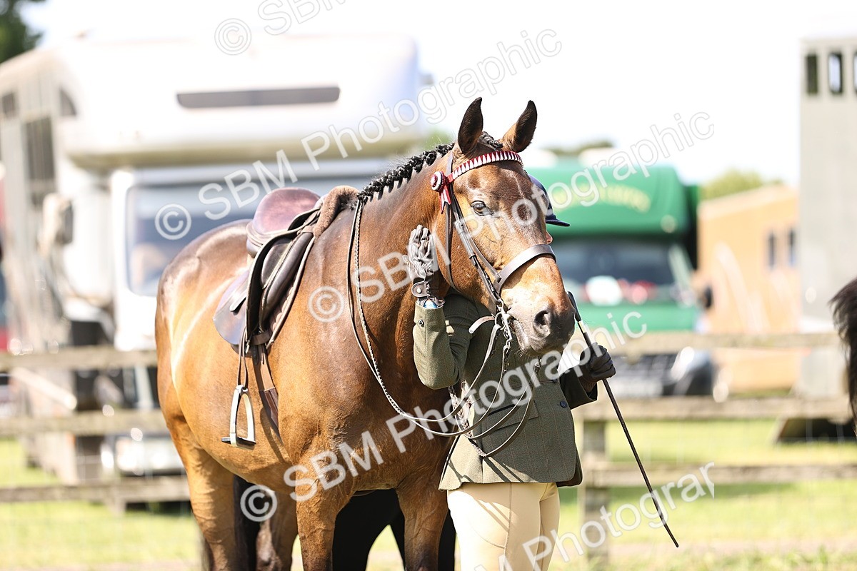 SBM_13035 - Class 75-76 LIHS BSHA Rising Star Hack Riding Horse