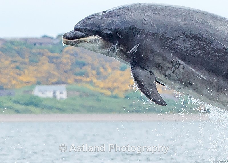 Astland Photography, Bird and Wildlife Images, Susan and Peter Wilson, U.K.