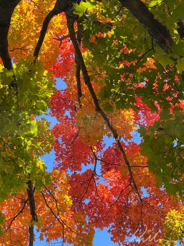 IMG_1044 - Autumn