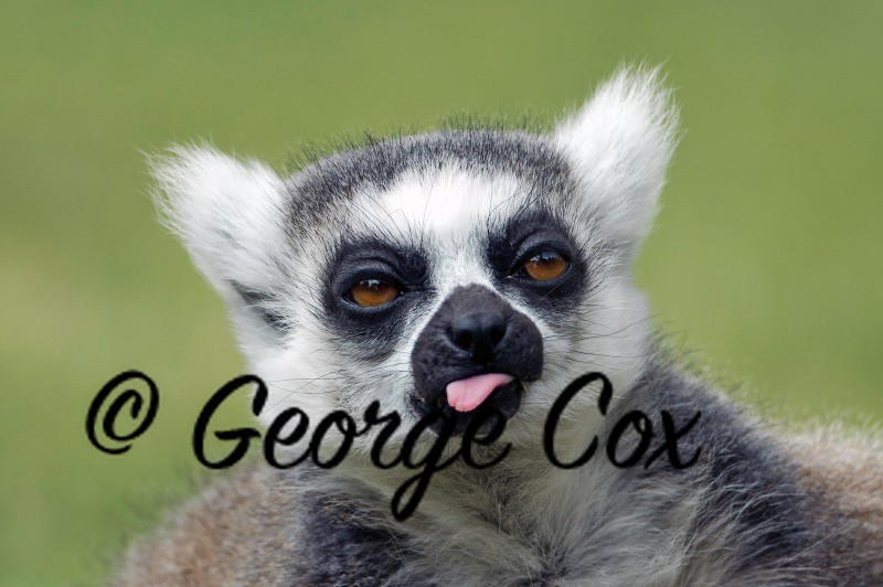 Ring Tailed Lemur
