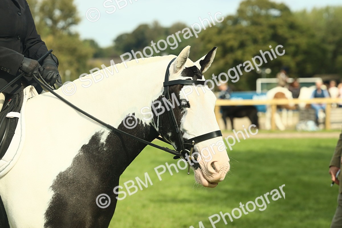 SBM_66584 - S34 - Rehabilitated Rescue Horse & Pony In Hand & Ridden