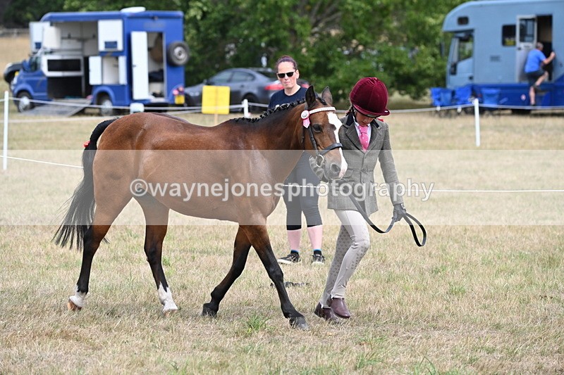 WJ6_5886 - Class 19 In-hand Veterans (Uploaded correct folder)