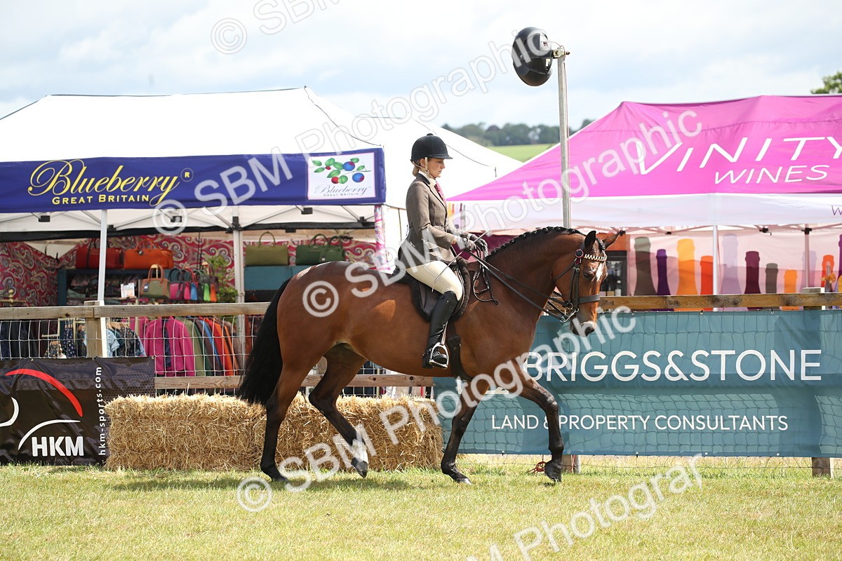 SBM_13188 - Class 95-96 - LIHS BSHA Rising Star Hack Riding Horse