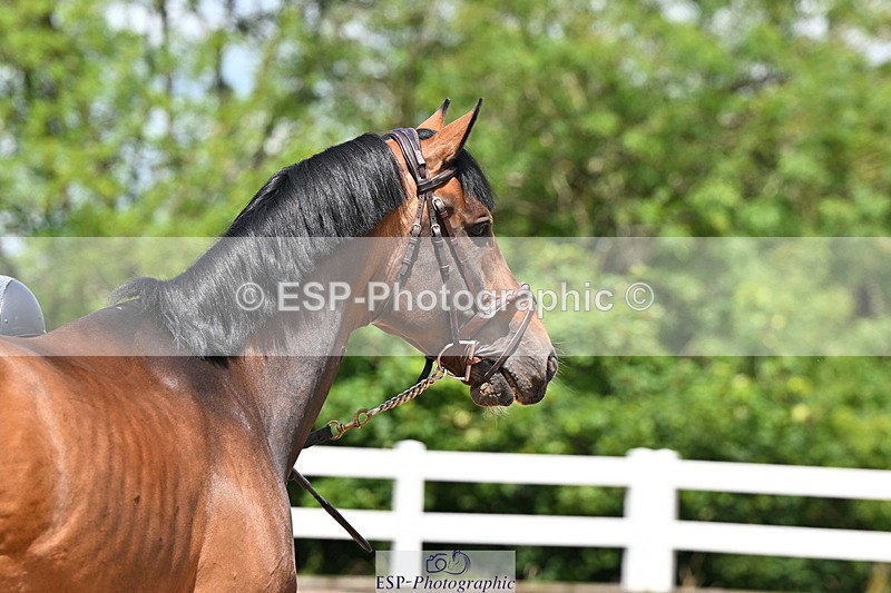 240718A-105259-01417 - Trot Up 12pm to 1pm