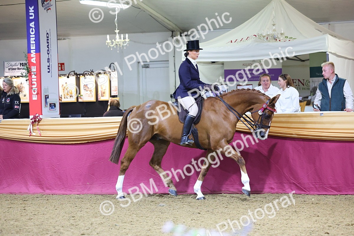 0B8A4491 - Class O Ridden Show Horse Champ