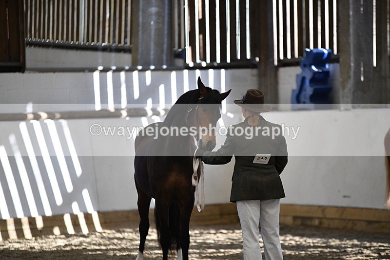 WJ5_4448 - Class 6 In hand M&M - Large Breeds