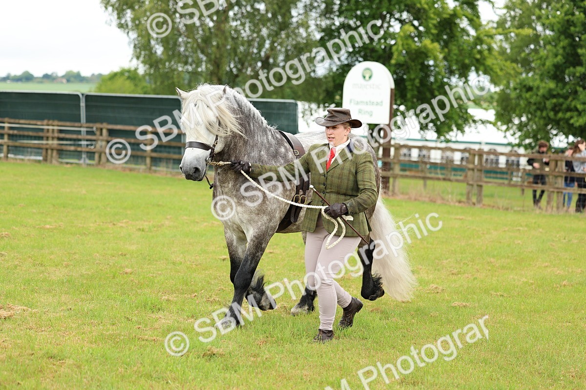 SBM_00507 - Class 58-67 - M&M Non Welsh Pony In hand