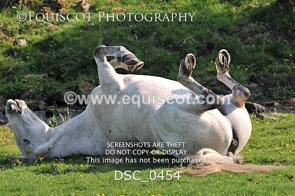 DSC_0454 - ARCHIVE REQUEST - Quincy and Guinness