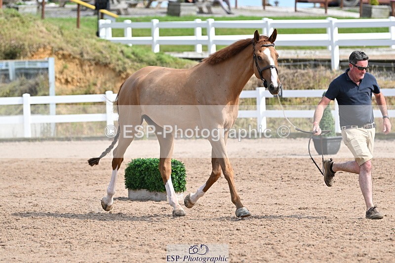 240717A-161238-03347 - Trot Up 4pm to 5pm