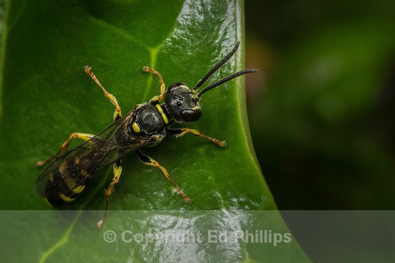 Mellinus arvensis (m) - Mellinus arvensis