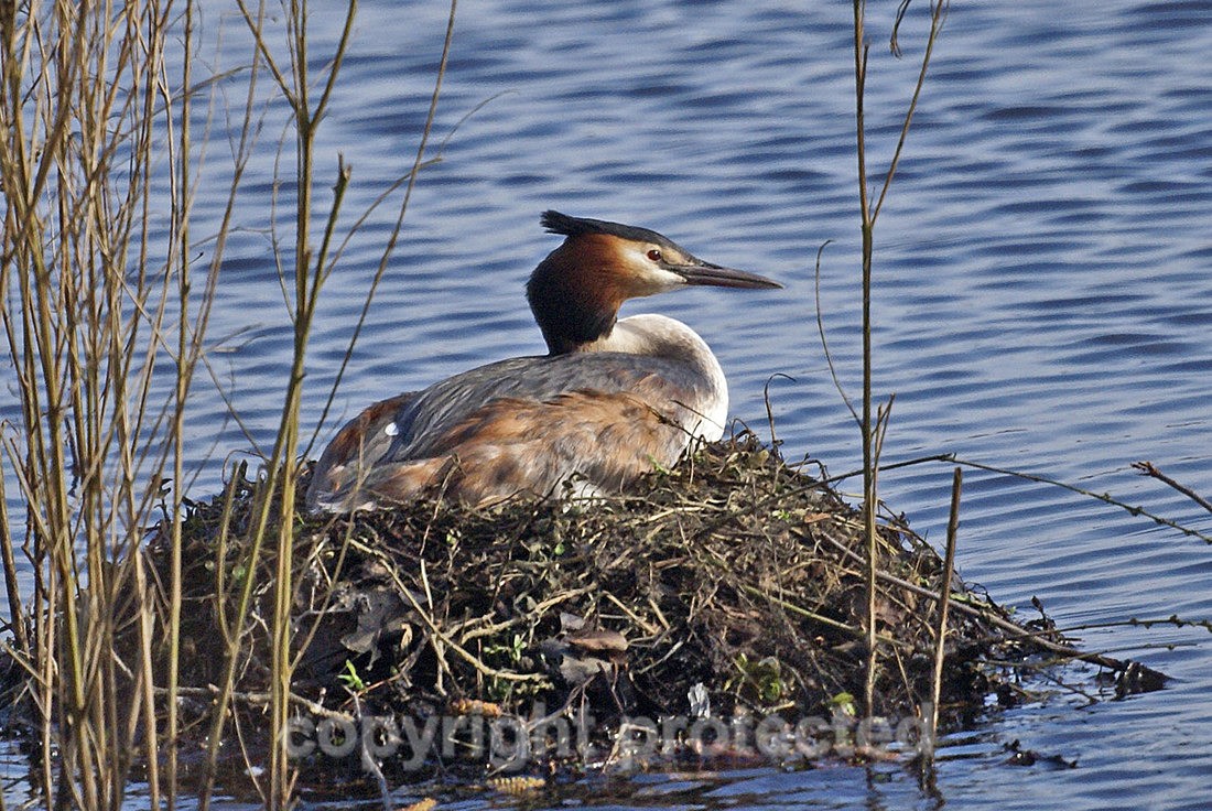 Great Crested Grebe - Sevenoaks Natur Reserve - Kent - Birds