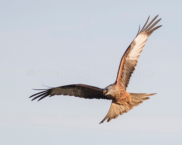 argaty jan -151 - Birds of Prey