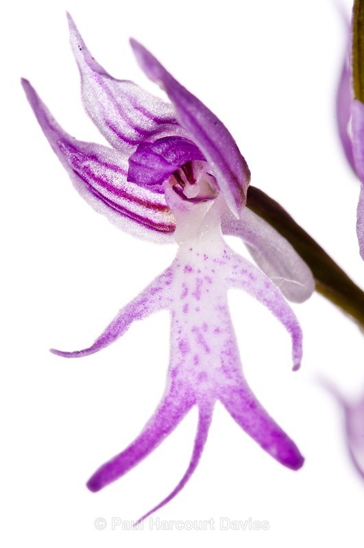  - WB: Orchids - Orchis