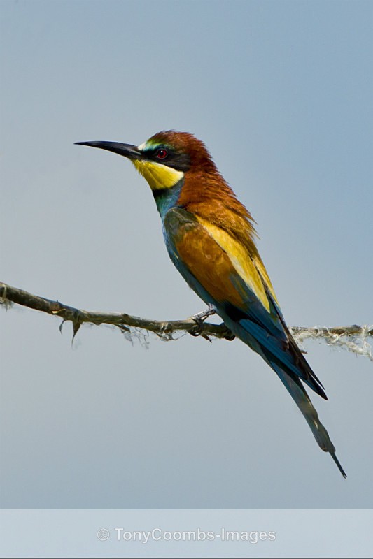 Bee-eater - Foreign Selection