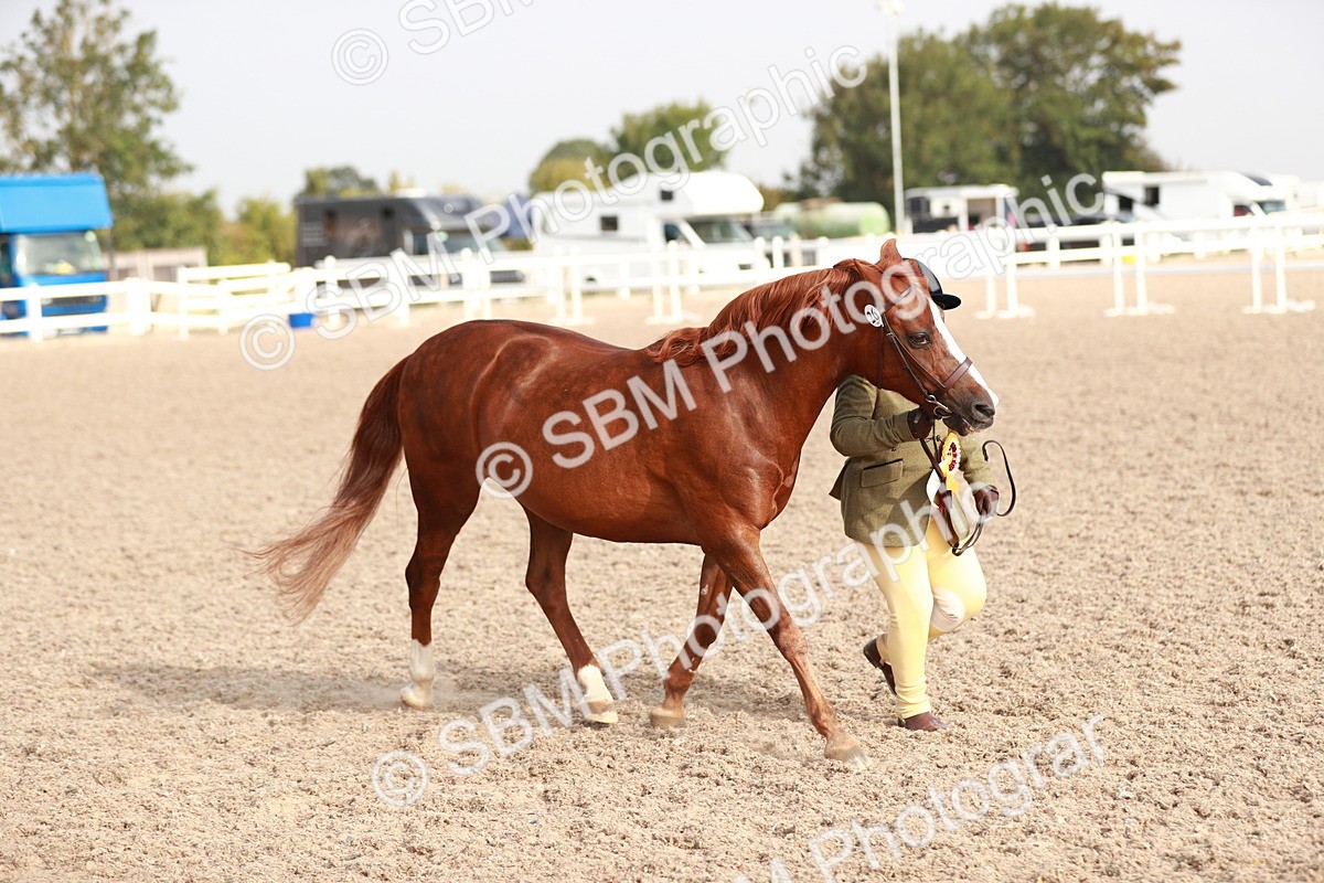 SBM_09958 - Class 203 Young Handler, 10 years and under