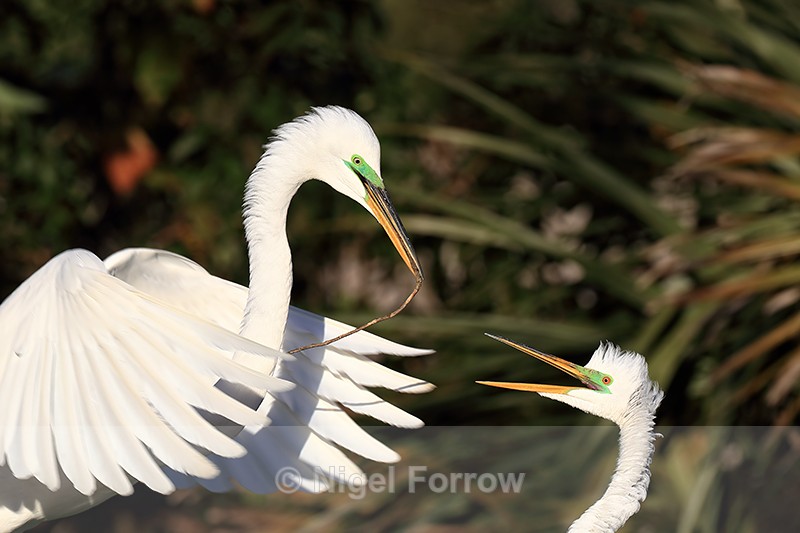 Great Egret returns with stick for nest, Gatorland, Florida - Great Egret