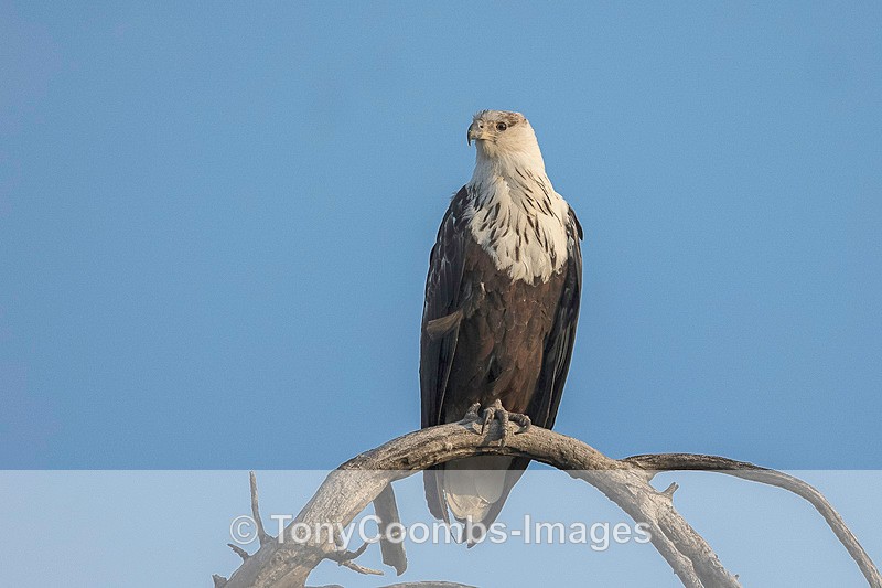 African Fish Eagle (sub-adult) - Botswana ~ Birds