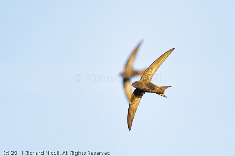 Swifts (Apus apus) - Swift (Apus apus)